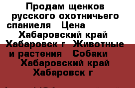 Продам щенков русского охотничьего спаниеля › Цена ­ 15 000 - Хабаровский край, Хабаровск г. Животные и растения » Собаки   . Хабаровский край,Хабаровск г.